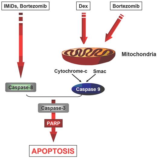 Richardson et al Figure 1. Schematic representation of main caspase-mediated pathways for the direct anti–multiple myeloma (MM) effect of proteasome inhibitors (bortezomib), immunomodulatory thalidomide derivatives (IMIDs) and dexamethasone (Dex).