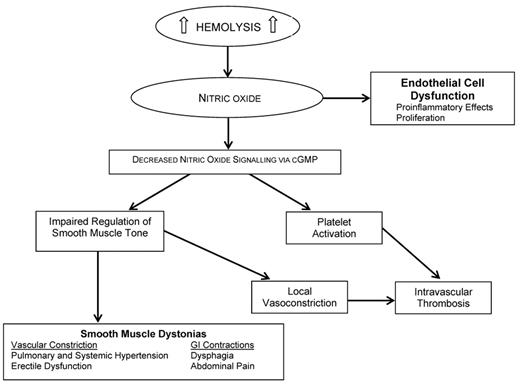 Figure 1. Consequences of nitric oxide depletion during intravascular hemolysis. / Adapted from Rother, et al.7