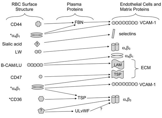 Figure 1. Adhesive interactions between SS red blood cells, plasma proteins, and components of the endothelium. A large body of evidence supports the ability of multiple red cell surface structures to interact with plasma proteins, endothelial cell surface proteins, or components of the subendothelial extracellular matrix. / * Structures present on SS reticulocytes but not mature SS red blood cells. / Abbreviations: FBN, fibronectin; TSP, thrombospondin; ULvWF, ultra-large von Willebrand factor; ECM, extracellular matrix; LAM, laminin