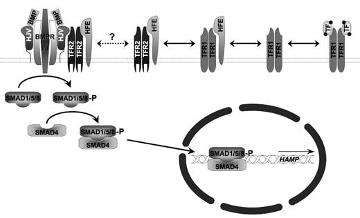 Figure 1. Iron-dependent BMP signaling. Transferrin receptor 1 (TFR1), the autosomal recessive hereditary hemochromatosis proteins HFE, transferrin receptor 2 (TFR2), and hemojuvelin (HJV) as well as the bone morphogenetic protein receptor type I and II (BMPR I/II) complex are associated with the cell surface. HFE associates with TFR1 and TFR2 in an equilibrium modified by the concentration of holotransferrin (TF). It has been suggested that HFE and TFR2 can further associate with the HJV-BMPR I/II signaling complex to modify BMPR signaling mediated by phosphorylation upon sons of mothers against decapentaplegic homologues (SMADs) 1, 5, and 8. Association of phosphorylated SMAD1/5/8 with a common co-SMAD, SMAD4, leads to translocation of the complex into the nucleus and stimulation of hepcidin (HAMP) gene expression.