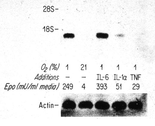 Figure 1. Effect of IL-6, IL-1α, and TNF-α on hypoxia-induced erythropoietin (Epo) mRNA levels. Hep3B cells were incubated under normoxic (21% O2) or hypoxic (1% O2) conditions in the presence or absence of the various cytokines, as indicated. Actin served as control. In addition, the amount of Epo produced by the cells was determined in duplicate by RIA as shown
 Reproduced with permission from Faquin et al. Effect of inflammatory cytokines on hypoxia-induced erythropoietin production. Blood 1992;79:1987–1994. © American Society of Hematology