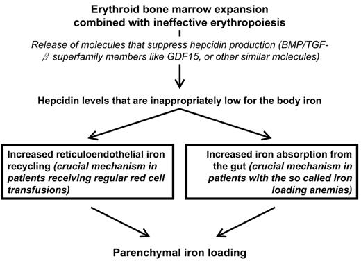 Figure 2. Impact of ineffective erythropoiesis on intestinal iron absorption and reticuloendothelial iron recycling through its suppressive effect on hepcidin production.34–36. / According to this model, increased absorption of dietary iron plays a major role in the pathophysiology of the so called iron loading anemias (X-linked sideroblastic anemia, congenital dyserythropoietic anemias, thalassemia intermedia),31 while increased reticuloendothelial iron recycling is likely the major mechanism of parenchymal iron loading in anemic patients receiving regular blood transfusions (e.g., refractory anemia with ringed sideroblasts).41,51