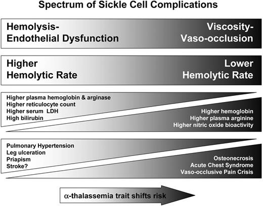 Figure 4. Spectrum of sickle cell subphenotypes affected by hemolytic rate. The viscosity–vaso-occlusion subphenotype is associated with a lower hemolytic rate, marked by a higher hemoglobin level, and low plasma hemoglobin, lactate dehydrogenase (LDH), bilirubin and arginase levels. Patients with these features have a higher incidence of vaso-occlusive pain crises, acute chest syndrome, and osteonecrosis. In contrast, patients with the hemolysis-endothelial dysfunction subphenotype exhibit markers of high hemolytic rate, including low hemoglobin level, high plasma hemoglobin, LDH, bilirubin, and arginase, culminating in low nitric oxide bioavailability and high prevalence of pulmonary hypertension, leg ulceration, priapism, and stroke. Co-inheritance of α-thalassemia trait with sickle cell disease reduces the hemolytic rate, minimizes the risk of hemolysis-associated complications and increasing the risk of viscosity-related complications. Adapted with permission from Kato GJ, Gladwin MT, and Steinberg MH. 52