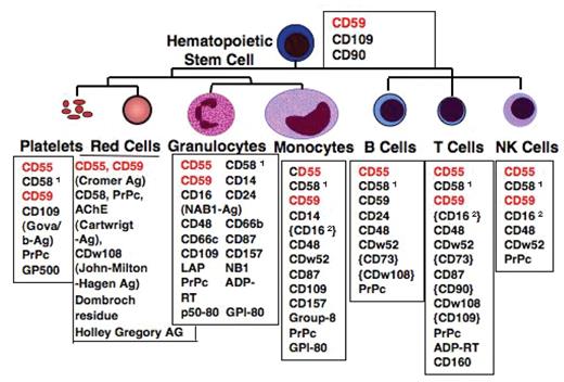 Bessler and Hiken (pp 104–110) Figure 2. GPI-anchored surface proteins on human hematopoietic cells. Blood group antigens are shown in brackets “{}.” Expression only upon activation or only in a subset of the cells is displayed in parentheses “().” Abbreviations: PrPc, prion protein; AChE, acetylcholinesterase; LAP, leukocyte alkaline phosphatase; EDN, eosinophil-derived neurotoxin; ADP-RT, mono ADP-ribosyl transferase 1both in a GPI-linked and a transmembrane form 2transmembrane-anchored isoform.
