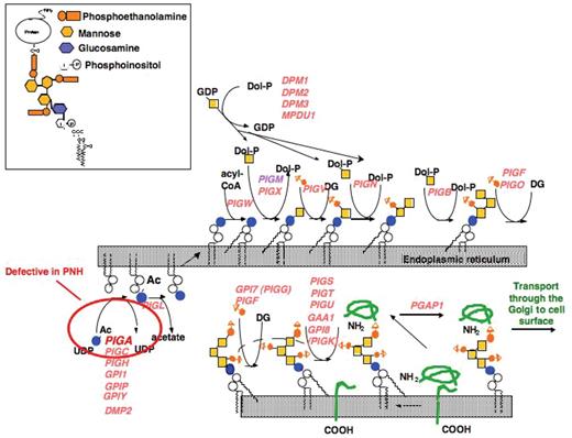 Bessler and Hiken (pp 104–110) Figure 4. Synthesis of the GPI-precursors proceeds in a stepwise manner. Over 29 proteins have been shown to be involved in the biosynthetic pathway of GPI-anchor biosynthesis.15 It starts on the cytoplasmic side of the endoplasmic reticulum (ER). The addition of the GPI-anchor precursor to the carboxy-terminus of the protein from which a block of 17–31 amino acids has been cleaved occurs on the luminal side of the ER. Insert shows the structure of mammalian GPI-anchored proteins. GPI-anchors have a conserved structure (NH2-CH2-CH2-PO4-6Manα1–2Manα1–6Manα1–4GlcNα1–6myo-inositol-PO4-lipid), which can be modified by the addition of an acyl chain to the inositol (not shown) and phosphoethanolamine to the first and possibly second mannose.