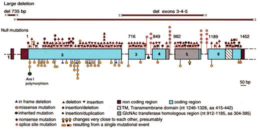 Bessler and Hiken (pp 104–110) Figure 5. Schematic representation of the structure and mutations in the PIGA gene. Coding region is shown in boxes, introns in form of dashes (not in scale), nucleotide numbers are shown above the exons. Null mutations (frame-shift, nonsense and splicing) are indicated above. Missense mutations and in-frame mutations are shown below. All mutations are somatic mutations with the exception of polymorphism shown in green. / Reproduced with permission from Luzzatto L and Nafa K. Genetics of PNH. In: Young NS, Moss J, eds. PNH and the GPI-linked Proteins. San Diego: Academic Press; 2000:21–47.