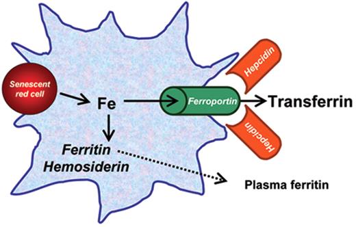 Cazzola et al (pp 166–175) Figure 1. Reticuloendothelial iron metabolism and recycling. Reticuloendothelial cells (macrophages in the bone marrow and spleen, Kupffer cells in the liver) receive their iron from the phagocytosis of nonviable or senescent red blood cells. Heme is catabolized by heme oxygenase 1, and the processed iron is either rapidly recycled to the plasma through the iron exporter ferroportin, or is stored in cytoplasmic ferritin or hemosiderin. This latter is an aggregated and partially denatured form of cytoplasmic ferritin enclosed in membrane-encapsulated lysosomes (siderosomes). Plasma ferritin is a small fraction of cytoplasmic ferritin, glycosylated and secreted through the Golgi apparatus: its concentration reflects the amount of ferritin (and iron) in the macrophage. Ferroportin is the iron exporter from the cell to plasma transferrin: hepcidin, a small peptide produced in the liver, regulates cellular iron efflux by binding to and inducing the degradation via internalization of ferroportin. / In anemic patients receiving regular blood transfusions, iron is primarily taken up by the reticuloendothelial cells and then exported by ferroportin to plasma transferrin, and thereby redistributed to parenchymal cells. This redistribution is modulated by several factors, including the degree of ineffective erythropoiesis through its suppressive effect on hepcidin production.
