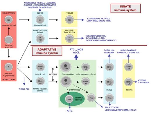 de Leval and Gaulard (pp 272–279) Figure 1. Overview of T-cell and NK-cell differentiation and the putative histogenetic derivation of the major subtypes of mature T- and NK-cell neoplasms. / Mature T cells derived from precursor lymphoblasts in the thymus are genetically characterized by functional rearrangement of the T-cell receptor (TCR) genes. Based on the structure of the TCR, two classes of T cells are recognized: αβ and γδ; both express CD3. γδ T cells are CD4–CD8– or less often CD4–CD8+, they comprise < 5% of T cells in the peripheral blood and show a restricted distribution mainly to the epithelia where they are involved in mucosal immunity, and to the red pulp of the spleen. αβ T cells are divided into CD4+ (mainly helper, with Th1 or Th2 profile of cytokine-secretion) and CD8+ (mainly cytotoxic) subsets. Mature naive T cells are found in the thymic medulla, in the circulation and in the paracortex of lymph nodes. Antigen-dependent reaction occurs in the paracortex of lymph nodes. From the immunoblastic reaction come antigen-specific T cells of either CD4 or CD8 type, as well as memory cells, that may recirculate and home to peripheral tissues. / NK cells derived from a bone marrow precursor are distinguished by the absence of TCR rearrangement and membrane TCR expression. NK cells share some markers with T cells as they can express CD2, CD7, CD43, CD45RO, and cytoplasmic (but not surface) CD3. NK cells are usually CD4–CD8– but may be CD8+, and they express one or several of the “NK-associated” antigens (CD11b, CD16, CD56, CD57, NK receptors), none of which, except perhaps CD16, is specific since they can also be expressed by some T cells. Both NK cells and activated cytotoxic T cells express cytotoxic proteins, T-cell intracellular antigen (TIA)-1, perforin, and granzymeB. / Functionally, the majority of T cells are part of the specific/adaptive immune system and recognize the antigen in a MHC-restricted fashion in the presence of an antigen-presenting cell, whereas NK cells, a subset of the γδ T cells and a minor subset of αβ T cells are part of the innate immunity, i.e., the recognition of antigens occurs through surface receptors independently of a MHC-restricted presentation, involving NK receptors and toll-like receptors. / Mature T/NK-cell lymphomas manifest the immunophenotypic and genetic features of post-thymic T lymphocytes or mature NK cells. T-PLL is thought to derive from naive T cells at a stage intermediate between thymic lymphoblasts and mature naive T cells. NK cells are the cell of origin for aggressive or chronic NK cell leukemias, and give rise to NK-cell lymphomas in tissues, usually in the nasal area. The majority of extranodal T-cell lymphomas derive from cytotoxic T cells; one exception is mycosis fungoides derived from effector CD4+ cells with cutaneous homing properties. γδ T cells give rise to most cases of hepatosplenic T-cell lymphomas as well as a subset of cutaneous T-cell lymphomas. Enteropathy-associated T-cell lymphoma derives from intraepithelial—usually αβ—T cells of the intestine. Adult T-cell lymphoma/leukemia associated with HTLV1 infection is a neoplasm derived from a peculiar subset of CD4+ T cells with a frequent regulatory phenotype (CD25+ FoxP3+). The cellular derivation of nodal-based T-cell lymphomas will be discussed later in the text. / Abbreviations: AITL, angioimmunoblastic T-cell lymphoma; ALCL, anaplastic large cell lymphoma; LGL, large granular lymphocytic; HTLV, human T-cell leukemia virus; PLL, prolymphocytic leukemia; PTCL, NOS: peripheral T-cell lymphoma, not otherwise specified; TCL, T-cell lymphoma.