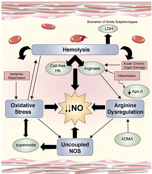 Morris (pp 177–185) Figure 1. Mechanisms of vasculopathy. Hemolysis, arginine dysregulation, oxidative stress and uncoupled nitric oxide synthase (NOS) are key mechanisms that contribute to the complex vascular pathophysiology of sickle cell disease (SCD). These events limit nitric oxide (NO) bioavailability through several paths that ultimately provoke increased consumption and decreased production of the potent vasodilator, NO. Although often discussed independently, there is significant overlap closely linking these pathways of endothelial dysfunction that prohibit determining cause and effect. The contribution of inflammation coupled with antioxidant, glutathione and Apolipoprotein A-1 (Apo A) depletion, ischemia-reperfusion injury, and acute as well as chronic end-organ damage obscure mechanistic boundaries further. During hemolysis, cell free hemoglobin and arginase are simultaneously released from the erythrocyte and profoundly contribute to low NO bioavailability. Lactate dehydrogenase (LDH) is also released from the erythrocyte and represents a convenient biomarker of hemolysis that delineates the subphenotypes of SCD.