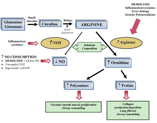 Morris (pp 177–185) Figure 3. Altered arginine metabolism in hemolysis. Dietary glutamine and glutamate serve as a precursor for the de novo production of arginine through the citrulline-arginine pathway. Arginine is synthesized endogenously from citrulline primarily via the intestinal-renal axis. Arginase and nitric oxide synthase (NOS) compete for arginine, their common substrate. In stem cell disease (SCD) and thalassemia, bioavailability of arginine and nitric oxide (NO) are decreased by several mechanisms linked to hemolysis. The release of erythrocyte arginase during hemolysis increases plasma arginase levels and shifts arginine metabolism towards ornithine production, limiting the amount of substrate available for NO production. The bioavailability of arginine is further diminished by increased ornithine levels because ornithine and arginine compete for the same transporter system for cellular uptake. Despite an increase in NOS, NO bioavailability is low due to low substrate availability, NO scavenging by cell-free hemoglobin released during hemolysis, and through reactions with free radicals such as superoxide and other reactive NO species. Superoxide is elevated in SCD due to low superoxide dismutase activity, high xanthine oxidase activity and potentially as a result of uncoupled NOS in an environment of low arginine and/or tetrahydrobiopterin concentration or insufficient NADPH. Superoxide will react with NO to form reactive NO species (RNOS) including peroxynitrite, which can contribute further to cell damage and cell death. Endothelial dysfunction resulting from NO depletion and increased levels of the downstream products of ornithine metabolism (polyamines and proline) likely contribute to the pathogenesis of lung injury, pulmonary hypertension and asthma in SCD. This model has implications for all hemolytic processes. This new disease paradigm is now recognized as an important mechanism in the pathophysiology of SCD and thalassemia.