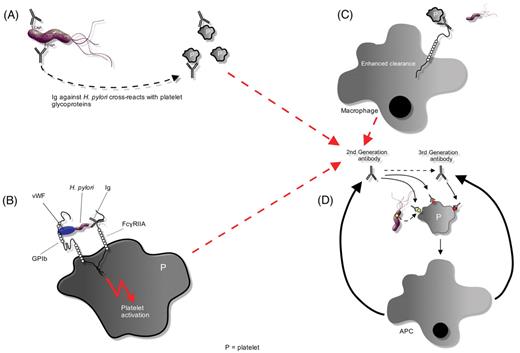 Stasi Figure 1 (pp 206–211). Potential mechanisms of Helicobacter pylori–induced thrombocytopenia. A) H pylori could induce antibody production in response to antigens, such as CagA, that crossreact against various platelet glycoprotein antigens. B) Platelets may be activated by binding of first-generation H pylori antibodies to platelet FcγRIIA or through an interaction between H pylori–bound von Willebrand factor (VWF) and platelet glycoprotein IB (gpIB). Activation may promote platelet clearance and antigen presentation, which augments production of antibacterial antibodies. C) In the presence of antiplatelet antibodies, the LPS of Gram-negative bacteria can significantly enhance Fc-dependent platelet phagocytosis. D) Epitope spreading and somatic mutation may lead to the development of second- and third-generation antibodies that either recognize bacterially derived factors or crossreact with platelet antigens. The production of these antibodies is no longer dependent upon the stimulation of bacterial antigens, thereby leading to the development of chronic thrombocytopenia refractory to eradication of H pylori infection. / Abbreviations: APC, antigen-presenting cell; P, platelet.