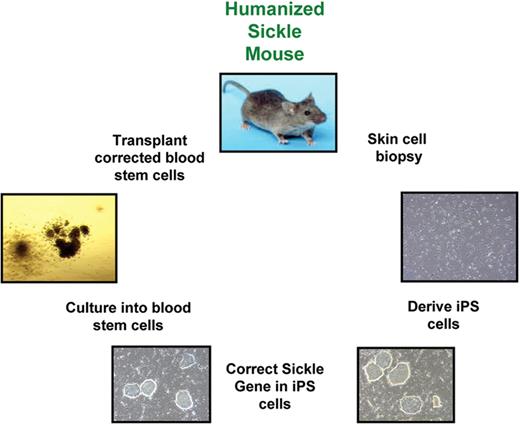 Townes (pp 193–196) Figure 1. Schematic of gene replacement protocol in iPS cells.