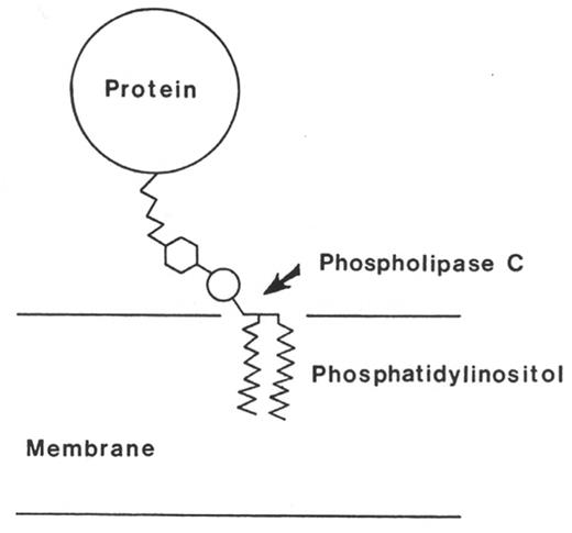 Figure 5. The glycosyl phosphatidylinositol anchor. This illustration, drawn by Dr. Martin Low, accompanied a News and Views article published in Science in 1985.36 The figure legend, authored by Dr. Low, but excluded from the article, read as follows: “A protein molecule is covalently attached to a phosphatidylinositol molecule situated in the membrane. Cleavage of the phosphatidylinositol by phospholipase C releases the protein from the membrane.” The publicity from this article lead to discovery that all of proteins that are deficient in PNH are anchored to the cell surface by means of this glycosyl phosphatidylinositol moiety.
Reproduced from Kolata G. Novel protein/membrane attachment. Science. 1985;229:850 by copyright permission of the American Association for the Advancement of Science.