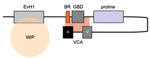 Figure 1. Model depicting mechanisms for activation of WASp. WASp is a multimodular protein, including an N-terminal EvH1 domain, a short basic region (BR) adjacent to a GTPase binding domain (GBD), a polyproline domain, and a tripartite C-terminal VCA domain (see main text for details). The majority of cytosolic WASp is complexed with WIP, which binds to the EvH1 domain. In the inactive state, WASp adopts an autoinhibited configuration in which the C region of the VCA module interacts with the GBD and adjacent sequences. In this configuration, either Arp2/3 complex cannot be bound or is inactive. WIP appears to play an important role in maintaining this configuration in the absence of activating signals. Activation following cell stimulation is initiated by several factors including GTP-bound CdC42, PIP2, and many SH3 domain containing proteins that in some cases are responsible for phosphorylation of Y291. These individual factors may operate cooperatively, but may also be redundant for activation depending on the context. Destabilization of the autoinhibited conformation of WASp permits the initiation of actin polymerization for monomeric g-actin by the Arp2/3 complex. Toca-1 is essential for Cdc42 and PIP2-induced actin polymerization, and binds to both Cdc42 and a WIP-WASp complex through the SH3 domain of Toca-1. It is not clear whether Toca-1 can interact directly with WIP, or whether the WIP-WASp complex dissociates after binding.