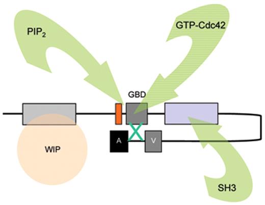 Figure 1. Model depicting mechanisms for activation of WASp. WASp is a multimodular protein, including an N-terminal EvH1 domain, a short basic region (BR) adjacent to a GTPase binding domain (GBD), a polyproline domain, and a tripartite C-terminal VCA domain (see main text for details). The majority of cytosolic WASp is complexed with WIP, which binds to the EvH1 domain. In the inactive state, WASp adopts an autoinhibited configuration in which the C region of the VCA module interacts with the GBD and adjacent sequences. In this configuration, either Arp2/3 complex cannot be bound or is inactive. WIP appears to play an important role in maintaining this configuration in the absence of activating signals. Activation following cell stimulation is initiated by several factors including GTP-bound CdC42, PIP2, and many SH3 domain containing proteins that in some cases are responsible for phosphorylation of Y291. These individual factors may operate cooperatively, but may also be redundant for activation depending on the context. Destabilization of the autoinhibited conformation of WASp permits the initiation of actin polymerization for monomeric g-actin by the Arp2/3 complex. Toca-1 is essential for Cdc42 and PIP2-induced actin polymerization, and binds to both Cdc42 and a WIP-WASp complex through the SH3 domain of Toca-1. It is not clear whether Toca-1 can interact directly with WIP, or whether the WIP-WASp complex dissociates after binding.