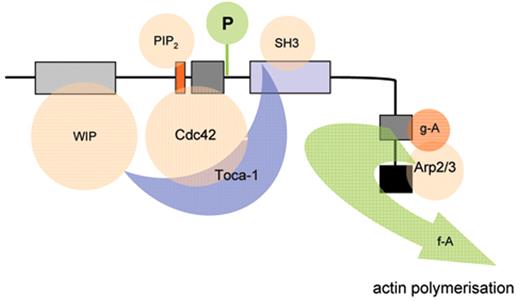 Figure 1. Model depicting mechanisms for activation of WASp. WASp is a multimodular protein, including an N-terminal EvH1 domain, a short basic region (BR) adjacent to a GTPase binding domain (GBD), a polyproline domain, and a tripartite C-terminal VCA domain (see main text for details). The majority of cytosolic WASp is complexed with WIP, which binds to the EvH1 domain. In the inactive state, WASp adopts an autoinhibited configuration in which the C region of the VCA module interacts with the GBD and adjacent sequences. In this configuration, either Arp2/3 complex cannot be bound or is inactive. WIP appears to play an important role in maintaining this configuration in the absence of activating signals. Activation following cell stimulation is initiated by several factors including GTP-bound CdC42, PIP2, and many SH3 domain containing proteins that in some cases are responsible for phosphorylation of Y291. These individual factors may operate cooperatively, but may also be redundant for activation depending on the context. Destabilization of the autoinhibited conformation of WASp permits the initiation of actin polymerization for monomeric g-actin by the Arp2/3 complex. Toca-1 is essential for Cdc42 and PIP2-induced actin polymerization, and binds to both Cdc42 and a WIP-WASp complex through the SH3 domain of Toca-1. It is not clear whether Toca-1 can interact directly with WIP, or whether the WIP-WASp complex dissociates after binding.