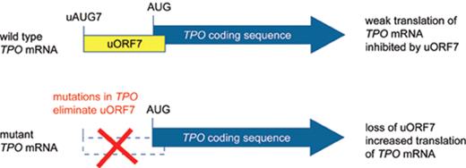 Figure 1. Effect of TPO gene mutations on the translational inhibition by upstream open reading frame (uORF) in the 5′-untranslated region of the TPO mRNA. The TPO coding region is shown as a thick blue arrow. A) Translation of normal TPO mRNA is physiologically almost completely inhibited by the presence of uORF7 in the 5′-UTR, which extends beyond the physiological start site. B) Mutations found in patients with hereditary thrombocytosis eliminate uORF7 in the 5′-untranslated region of the TPO mRNA and thereby allow the ribosome to efficiently initiate translation from the physiological translational start site (AUG).