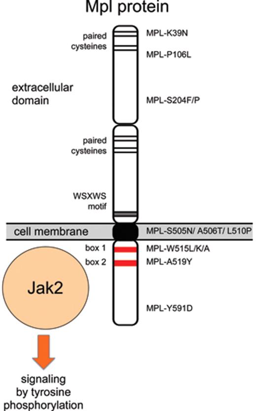 Figure 2. Summary of established and putative MPL mutations found in patients with thrombocytosis.