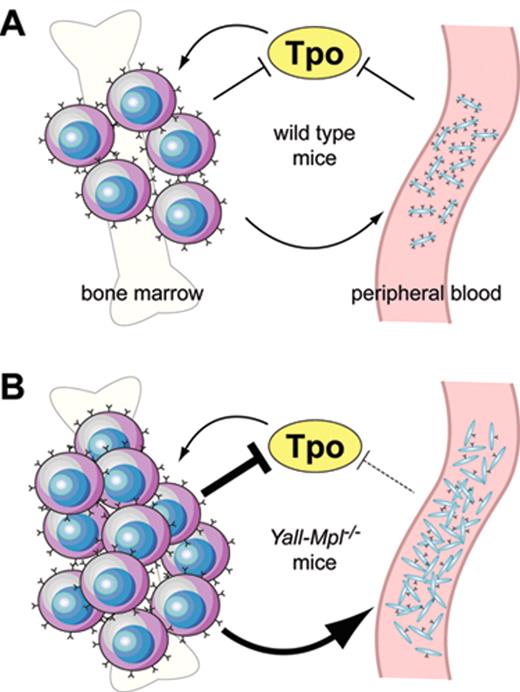 Figure 3. Model illustrating a hypothetical shift of the Mpl-Tpo equilibrium in Yall-Mpl−/− mice. (A) In wild type mice, both platelets in the periphery and megakaryocytes in the bone marrow act as negative regulators of Tpo through absorption via surface Mpl, restricting the expansion of the megakaryocytic lineage. (B) In Yall-Mpl−/− mice, platelets are almost devoid of surface Mpl, thus having a reduced capacity to absorb Tpo (dashed blunt arrow). Consequently, the megakaryocytic lineage expands until the combined amount of Mpl on megakaryocytes and platelets is sufficiently high to reduce Tpo concentration to normal levels. In this new equilibrium, the increased megakaryocyte mass has a more pronounced role in Tpo absorption than in the wild type equilibrium (large blunt arrow).
 Figure reprinted with permission from Tiedt et al. Blood. 2009;113:1768-1777 © the American Society of Hematology