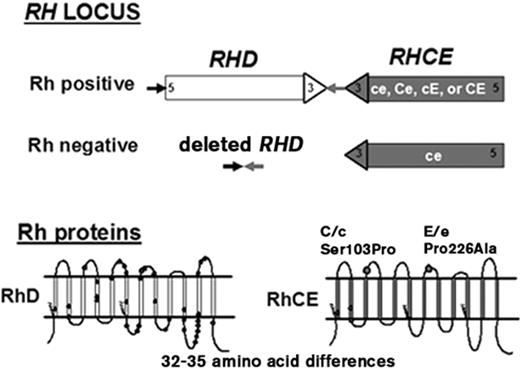 Figure 1. Top. Diagram of the RH locus. The figure illustrates the inverted orientation of the RHD and RHCE genes and the deletion of RHD associated with the Rh-negative RBC phenotype.
Bottom. Predicted 12-transmembrane model of the RhD and RhCE proteins in the erythrocyte membrane. The amino acid differences between RhD and RhCE are shown as circles. The zigzag lines represent the location of palmitoylation sites. Amino acid positions 103 and 226 on RhCE that are critical for C or c and E or e expression, respectively, are indicated.