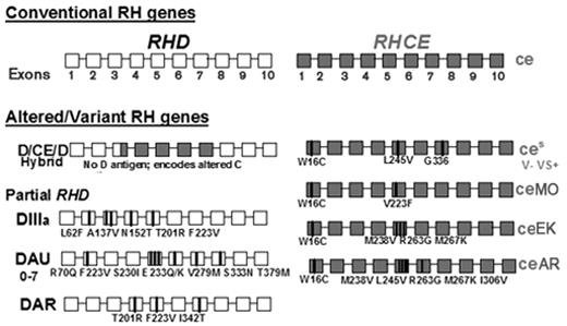 Figure 2. Top. Diagram of the conventional RHD and RHCE genes. The coding regions consist of 10 exons, depicted as white and grey boxes, respectively. Bottom. Diagram of some RH genes commonly found in African ethnic groups. Shown are the RHD-RHCE gene that encodes altered C antigen, some examples of RHD encoding partial D (DIII, DAU, and DAR), and some examples of RHCE with mutations encoding altered or partial e that often complicate transfusion in sickle cell patients.