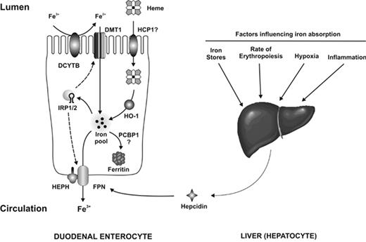 Figure 1. The absorption of dietary iron.
 Iron in the diet is present as either heme iron or non-heme iron. Most dietary non-heme iron is in the form of Fe3+, which must first be reduced to Fe2+ before it can be transported across the brush border membrane by DMT1. This reduction step is likely catalyzed by the brush border reductase Dcytb, although other reductases may also be involved. Once inside the enterocyte, the newly absorbed iron enters the intracellular iron pool. If the iron is not required by the body it is loaded onto the iron storage protein ferritin, a process possibly mediated by the iron chaperone PCBP1. Iron required by the body is transferred across the basolateral membrane by FPN. The export of iron also requires the ferroxidase hephaestin (HEPH), although the precise role of this protein is not known. The uptake of heme iron by enterocytes is not as well understood. HCP1 can transport heme; however, its principal role appears to be the uptake of folate and its role in heme absorption remains unclear. Once heme has been transported into the enterocytes the iron is released from the porphyrin ring by heme oxygenase 1 (HO-1), after which it enters the intracellular iron pool. Iron absorption is regulated both by systemic signals and by local iron levels. Systemic factors influencing body iron requirements are detected in the liver and affect the expression of hepcidin, which binds to FPN and induces its internalization and degradation, thereby reducing absorption. Local iron concentrations alter IRP RNA-binding activity, which in turn may affect the levels of DMT1 and FPN. These changes serve to maintain enterocyte iron levels within defined limits despite changes in dietary iron intake.
 Reprinted with permission from Anderson GJ, et al. Curr Opin Gastroenterol. 2009;25:129–135.14