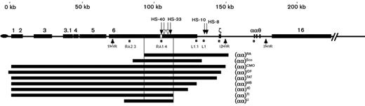 Figure 2. Diagram of upstream deletions of the α cluster and their relative positions within chromosome 16p 13.3 (modified from Viprakasit et al. 2003).2