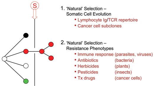 Figure 2. The pervasiveness of Darwinian, natural selection in biology.
 Stringent selective pressure resulting in natural selection of (red) genetic variant.
 Tx indicates therapeutic.
