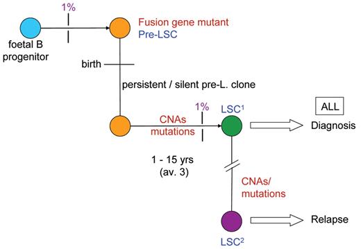Figure 4. Evolutionary, natural history of childhood leukemia.
 LSC, evolving leukemic stem cells: pre-LSC, LSC1, LSC2 distinct (genetically different, stem cells).
 1%, probability of transition to next stage.
 Pre-C, pre-leukemic (covert) clone.