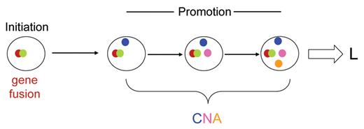 Figure 5. Does ALL develop via a linear clonal architecture?
 Diagram illustrates a hypothetical sequence of linear acquisition of genetic changes within a single clonal lineage.
 L indicates leukemia diagnosis; CNA, copy number alterations (3 shown in different colors).