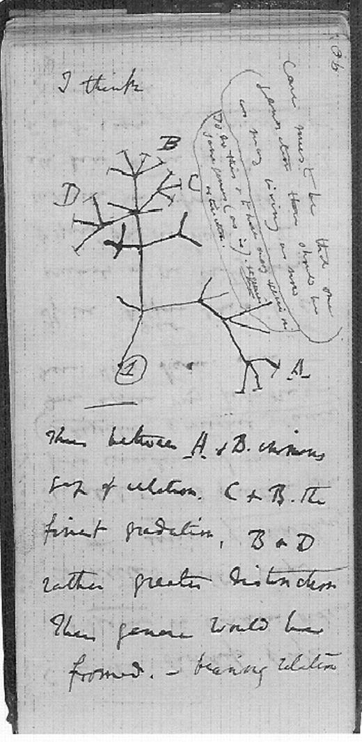 Figure 8. From Darwin’s 1837 transmutation notebook showing descent of variants (A, B, C, D) from a common precursor .