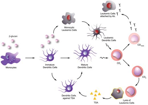 Figure 1. The potential role of β-glucan in leukemia.
In vitro data suggested that β-glucan can enhance monocyte-derived dendritic cell maturation. This can possibly facilitate the leukemic tumor-specific antigen (TSA) recognition by T-helper cells (CD4) and subsequently leads to activation of cytotoxic T cells (CD8) and leukemic cell lysis. More TSA will then be released for adaptive immune response thereafter. In addition, in vitro data also showed that β-glucan can help to induce dendritic cell differentiation from selected monocytic leukemic cell lines. These leukemia-derived dendritic cells are immunopotent and may trigger anti-leukemic T-cell responses by presenting the leukemic antigen repertoire. This can lead to activation of B cells (CD19/20) and production of anti-leukemic antibodies.