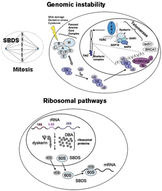Figure 1. Summary of molecular pathways in the inherited marrow failure syndromes.