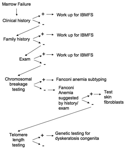 Figure 2. Approach to the patient with marrow failure. A general outline of the evaluation of the patient with marrow failure is diagramed. See text for specific workup for each IBMFS as directed by history and exam.