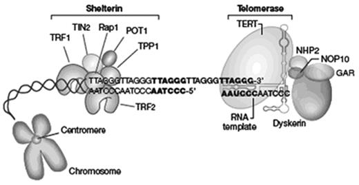 Figure 1. Schematic representation of telomere structure and telomerase complex. Telomeres are at the extremities of chromosomes. The telomeric 3′ end terminates as a single-stranded, G-rich overhang. Telomeres are capped by a protein complex (TRF1, TRF2, TPP1, POT1, TIN2, and Rap1), collectively known as shelterin, that physically shield the DNA. The telomerase complex is composed of telomerase reverse transcriptase (TERT), the RNA component (TERC), and associated proteins (dyskerin, NOP10, NHP2, GAR). TERT enzymatically adds TTAGGG nucleotide repeats to the 3′ end of telomere’s leading strand using TERC as a template. Dyskerin, NOP10, NHP2, and GAR bind to TERC and stabilize the complex.