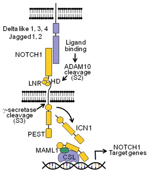 Figure 1. The NOTCH1 signaling pathway. Interaction of the NOTCH1 receptor with Delta-like and Jagged ligands expressed on the surface of a neighbor cells triggers the proteolytic cleavage of the receptor, first by an ADAM metalloprotease (S2 cleavage) and subsequently by the γ-secretase complex (S3 cleavage), which releases the intracellular domains of NOTCH1 (ICN1) from the membrane. ICN1 translocates to the nucleus and interacts with DNA via the RBPJ/CSL DNA binding protein and recruits the MAML1 coactivator to activate the expression of NOTCH1 target genes.