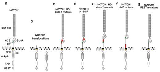 Figure 2. Oncogenic forms of NOTCH1 in T-ALL. Aberrant activation of NOTCH signaling can be triggered by mutations in the NOTCH1 gene. (a) Structure of the wild-type NOTCH1 receptor. Functional domains of NOTCH1 are annotated. (b) Translocations of NOTCH1 to the TCR loci induce the expression of truncated forms of NOTCH1. (c) NOTCH1 HD class1 mutations destabilize the structure of the HD-LNR repeats responsible for maintaining the receptor in resting configuration. (d) The NOTCH1 H1545P mutation impairs the protection of the S2 cleavage site by the HD-LNR repeat complex. (e) NOTCH1 HD class2 mutations displace the S2 metalloprotease cleavage site outside the HD-LNR complex. (f) NOTCH1 JME alleles increase the separation of the HD-LNR repeat complex from the membrane. (g) NOTCH1 ΔPEST mutations delete the C-terminal part of the receptor and impairing the degradation of activated NOTCH1 in the nucleus.
EGF-like indicates EGF-like repeats; HD, heterodimerization domain; LNR, LNR repeats; RAM, RAM domain; Ankyrin, ankyrin repeats; TAD, transactivation domain; PEST, PEST domain; S2, metalloprotease cleavage site (green); S3, γ-secretase cleavage site (yellow). Sequences altered by the different NOTCH1 mutations are highlighted in red.