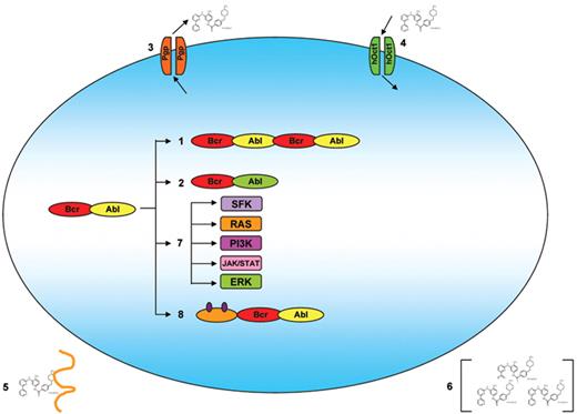 Figure 1. Proposed mechanisms of imatinib resistance. 1) Denotes duplication or amplification of the Bcr-Abl sequence; 2) Denotes mutations in the Bcr-Abl sequence; 3) denotes imatinib export by the P-glycoprotein export protein; 4) denotes import of imatinib by the hOCT1 protein; 5) denotes binding of imatinib in the plasma by α1-acid glycoprotein (AGP); 6) denotes variability in the plasma level of imatinib; 7) denotes activation of alternative signaling cascades leading to Bcr-Abl independent growth; and 8) denotes alterations in the epigenetic regulation of the expression of the Bcr-Abl sequence.