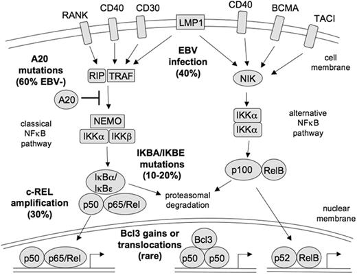 Figure 1. The NF-κB signaling pathway and its activation in HRS cells. In the classical NF-κB signaling pathway, activation of diverse receptors leads via TRAFs (TNF receptor associated factors), often in association with the receptor interacting protein (RIP), to activation of the IKK complex, which consists of IKKα, IKKβ and NEMO. The IKK complex phosphorylates the NF-κB inhibitors IκBα and IκBε. This marks them for proteasomal degradation, thereby releasing the NF-κB factors (p50/p65 or p50/Rel heterodimers) and allowing their nuclear translocation. The signal transduction can also be inhibited by A20, which removes activating ubiquitins from RIP and TRAFs and adds Lys-48–linked ubiquitins to these molecules to mark them for proteasomal degradation. In the alternative NF-κB pathway, receptor activation leads to stimulation of the kinase NIK, which then activates an IKKα complex. Activated IKKα processes p100 precursors to p52 molecules, which then translocate as p52/RelB NF-κB heterodimers into the nucleus. HRS cells show constitutive activity of both the classical and alternative NF-κB signaling pathway, which is a central mechanism in HL pathogenesis. The NF-κB activity in HRS cells is mediated by diverse mechanisms, eg, receptor signaling through CD40, RANK, BCMA, and TACI, and signaling through the EBV-encoded latent membrane protein 1 in EBV-positive cases. Genetic lesions contributing to NF-κB activity involve genomic REL amplifications, destructive mutations in the genes of the NF-κB inhibitors IκBα and IκBε, gains or translocations of Bcl-3, and inactivating mutations in the NF-κB inhibitor A20, the latter mainly in EBV-negative cases. The frequency of genetic lesions and viral infections in classical HL cases is indicated. Adapted from Küppers.3