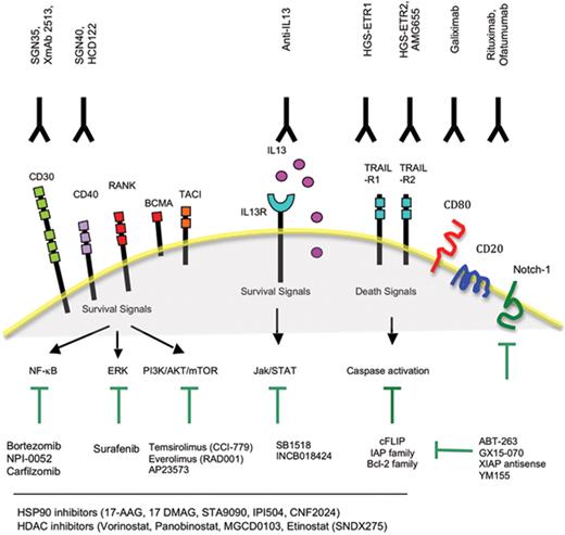 Figure 1. Targeted therapy of HRS cells. HRS cells express a variety of receptors and antigens that can be targeted by monoclonal antibodies. Many of these receptors trigger well-defined signaling pathways that promote HRS cell survival. These signaling pathways can be targeted by a variety of small molecules.