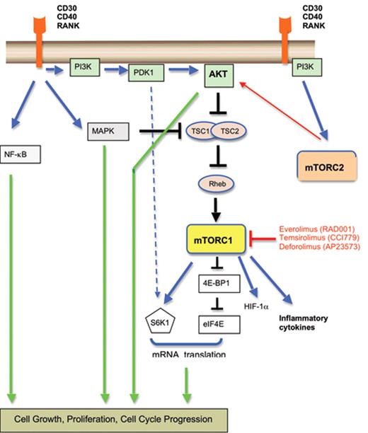 Figure 3. The PI3 kinase/Akt/mTOR pathway is frequently activated in HRS cells. Pharmacologic inhibition of mTOR has produced clinical responses in patients with relapsed classical Hodgkin lymphoma (HL).