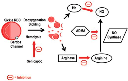 Figure 1. Hemolysis contributes to the pathophysiology of sickle cell disease by reducing nitric oxide bioavailability.
Modified from Ataga KI, Stocker J. Senicapoc (ICA-17043): a potential therapy for the prevention and treatment of hemolysis-associated complications in sickle cell anemia. Expert Opin Investig. Drugs 2009;18:231–239.
ADMA indicates asymmetric dimethylarginine; Hb, hemoglobin; HbS, sickle hemoglobin; RBC, red blood cell.