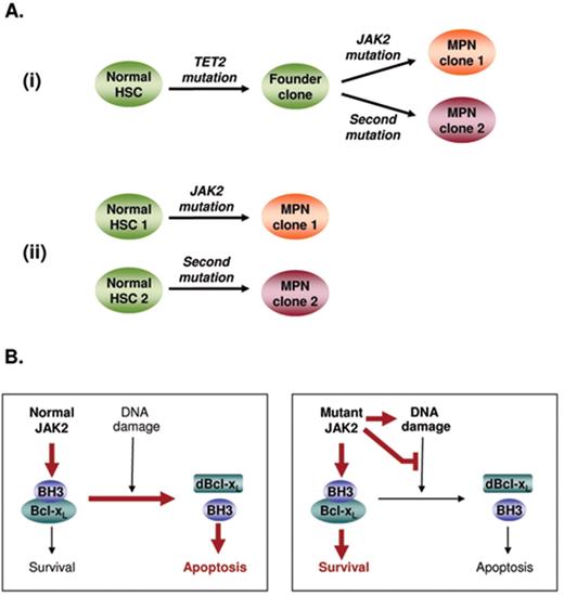 Figure 2. Models of biclonal disease and the accumulation of genetic damage in the myeloproliferative neoplasms (MPN). (A) Models to explain the presence of biclonal disease in MPN patients, with two clones representing (i) the phylogenetically related progeny of a shared founder clone or (ii) independent clones arising from distinct stem cells. Direct evidence exists for both of these models in patients with chronic phase disease.23,24 (B) Mechanisms of disease progression in the JAK2 V617F–positive myeloproliferative neoplasms. In the presence of normal JAK2 signaling, DNA damage causes a modification (deamidation) in the pro-survival Bcl-XL protein, resulting in release of pro-apoptotic BH3-only proteins and subsequent cell death by apoptosis. Expression of mutant JAK2 not only increases DNA damage but also inhibits the normal Bcl-XL deamidation response; the net result is survival of the MPN clone despite the accumulation of genetic damage. HSC indicates hematopoietic stem cell; dBcl-XL: deamidated Bcl-XL.