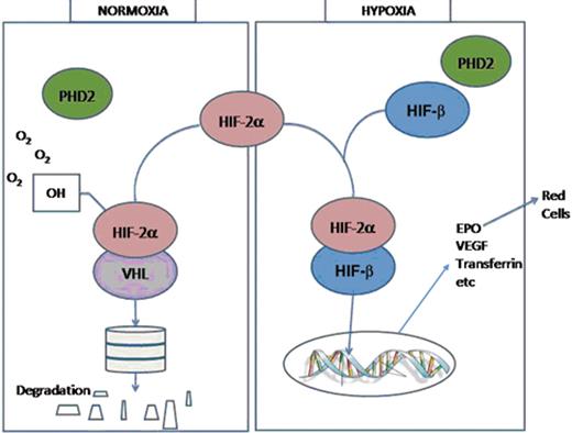 Figure 1. Diagram of oxygen-sensing pathway.
 In normoxic conditions PHD2 hydroxylates HIF-2α which binds VHL. The proteins are then ubiquitinated and degraded in the proteasome. In hypoxic conditions HIF-2α associates with HIF-β, binds to the transcription enhancer element of the EPO gene, which leads to gene transcription and protein production including production of EPO, which drives red cell production.