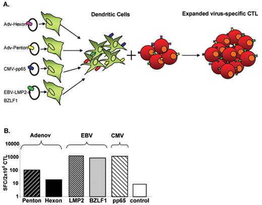 Figure 1. Virus-specific cytotoxic T cells.
(A) Generation of virus-specific cytotoxic T lymphocyte (CTL) by using plasmid system. (B) Specificity of plasmid-activated CTL. The frequency of Adv (Hexon and Penton), Epstein-Barr virus (EBV; LMP2 and BZLF1) and cytomegalovirus (CMV; pp65) reactive T cells in multivirus CTL population was analyzed by interferon (IFN)-γ Elispot assay. The control was IFN-γ release in response to stimulation with an irrelevant peptide mixture.