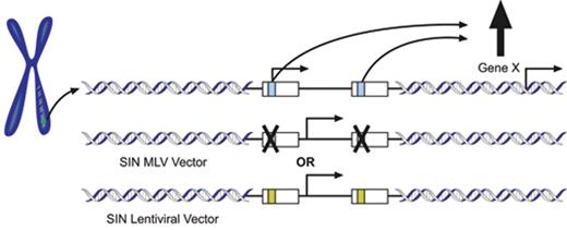 Figure 1. Mechanism of vector insertional gene activation. A genomic integration site of a MLV-based retroviral vector in a target cell is depicted. With this MLV vector design, the enhancer and promoter within the U3 region (blue rectangle) of the long terminal repeat (LTR; white rectangles) drive transcription of the transgene (indicated by the parallel arrow arising from the blue rectangle). At top is shown a vector integration near Gene X. The enhancer elements located in the U3 region (blue rectangle) of the vector can interact with the regulatory elements upstream of Gene X to increase the basal level of transcription to inappropriately high levels, potentially altering the growth of the cell. Two alternatives to eliminate the use of the powerful enhancer in the U3 include 1) middle panel: use of a self-inactivating (SIN) MLV-based vector in which the U3 region has been deleted (noted by X) and which utilizes an internal cellular promoter to drive transgene expression (parallel arrow) and 2) bottom panel: use of a SIN lentiviral vector in which the U3 (yellow rectangle) has also been eliminated and, like the SIN MLV vector, uses an internal cellular promoter to drive transgene expression.