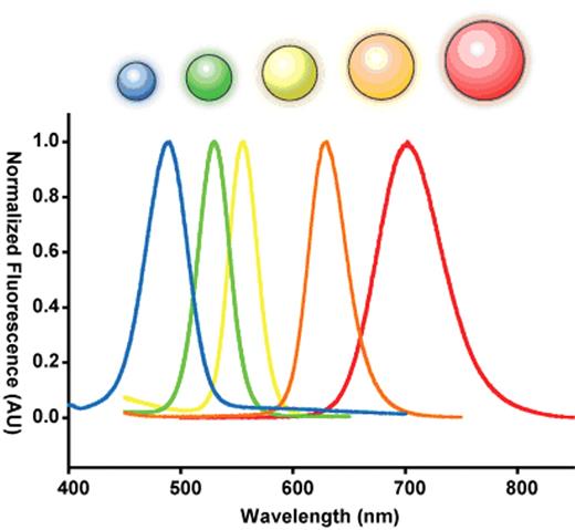 Figure 2. Size dependent optical effects of semiconductor nanoparticles. Semiconductor nanoparticles contain size dependent electronic and optical properties. A series of five different sized ZnS-capped CdSe semiconductor nanoparticles called quantum dots is used to demonstrate this principle. When these quantum dots are 2 nm, they emit in the blue but at 6 nm, they emit in the red. The size is inversely related the bandgap energy of the nanoparticle. This bandgap energy dictates the fluorescence emission.