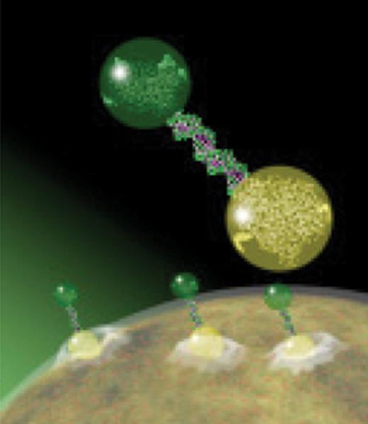 Figure 1. A binary nanoparticle targeting a cancer cell.