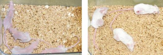 Figure 10. Mice on left dosed with methotrexate lose weight, hair and appear sick. Mice on right dosed with dendrimer-transported folate-targeted methotrexate exhibit no adverse effects from the chemotherapy. Drug-induced necrosis of the tumor on the flank of the mouse in the upper right corner.