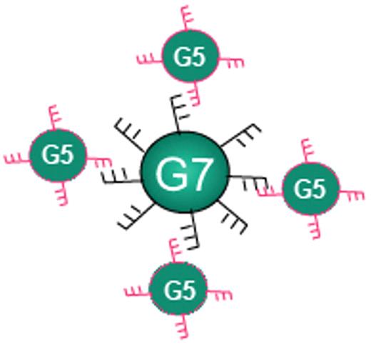 Figure 11. Schematic diagram of an oligonucleotide cluster agent. Oligonucleotides are covalently conjugated to generation 3 dendrimers with specific functional groups. Complementary oligonucleotides are coupled to a core generation 5 dendrimer. Different units are then combined in physiologic conditions and aggregate into a device. Oligonucleotides are designed to assure the specificity of the hybridization and the stability of the duplex at physiologic conditions.